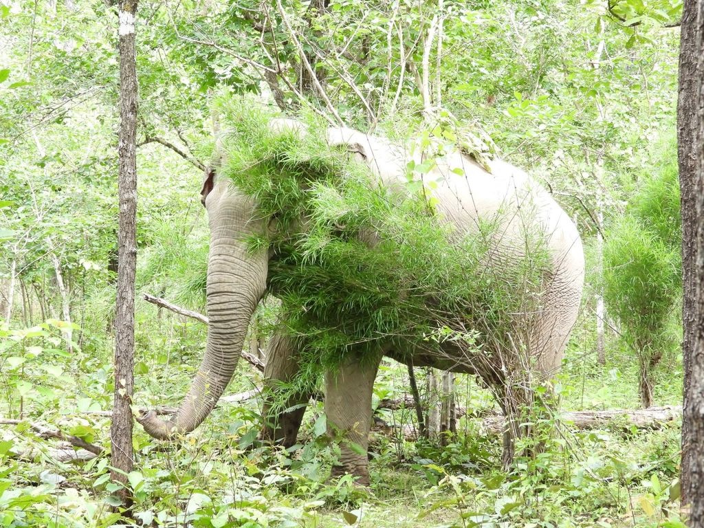 Du Lịch Voi Đạo Đức: Đừng Nghe Khẩu Hiệu, Hãy Đếm Ngón Tay