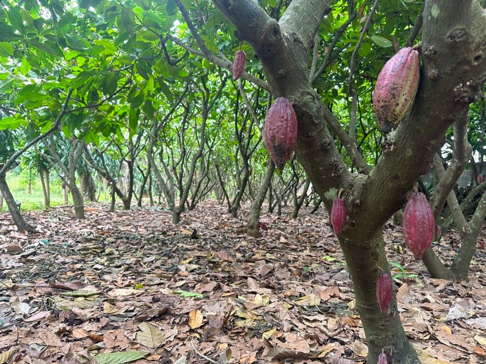 Vườn cacao chín đỏ — vị bất ngờ của cao nguyên Đắk Lắk