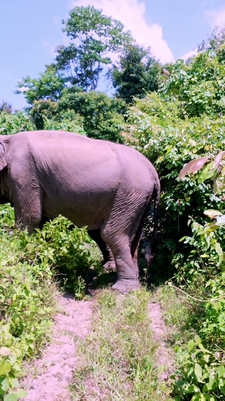 Lông đuôi voi mang may mắn? Đeo vô là cầu được ước thấy, trúng số luôn hả trời? 🐘