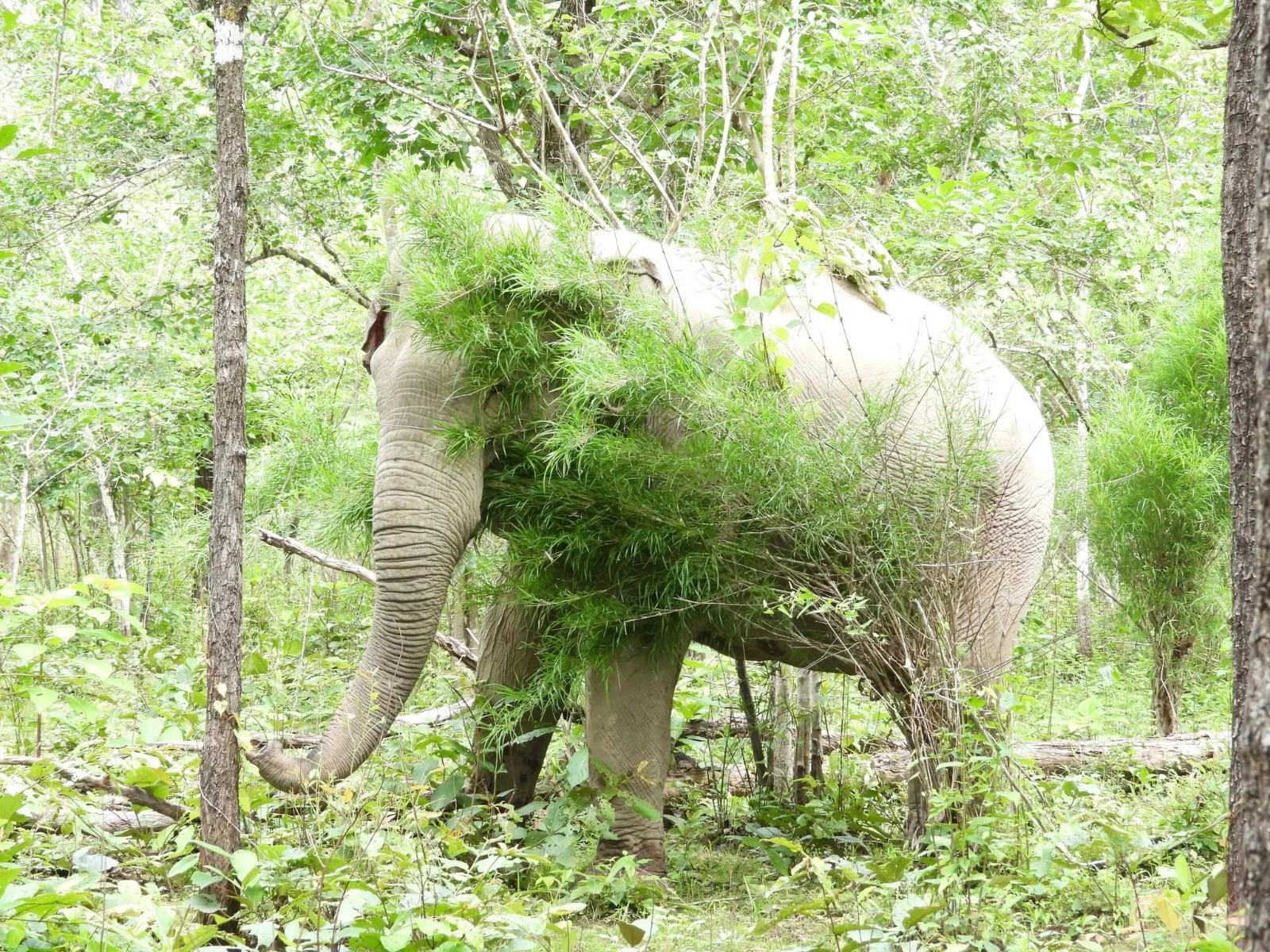 Người balô khám phá rừng
